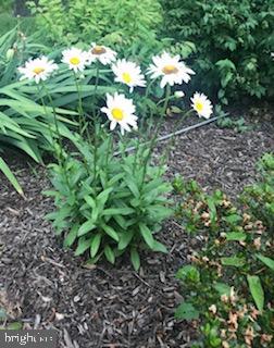 1060 Arnoldtown Road Middletown, MD 21769 - Photo 13 of 69 Springing up soon in the yard