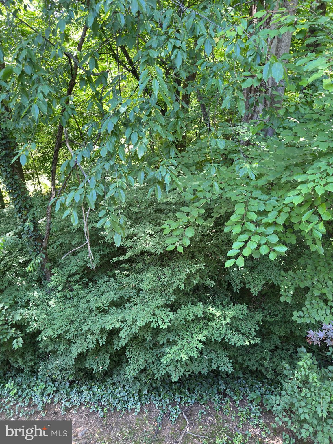 11152 Forest Edge Drive Reston, VA 20190 - Photo 63 of 102 Deck View