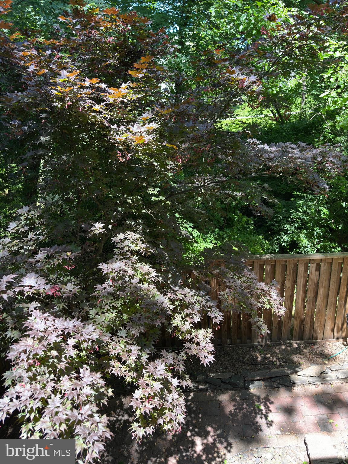 11152 Forest Edge Drive Reston, VA 20190 - Photo 73 of 102 a view of a tree with a tree