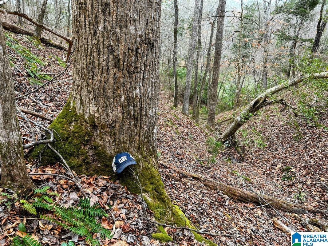 North Hagler Road Northport, AL 35475 - Photo 3 of 12