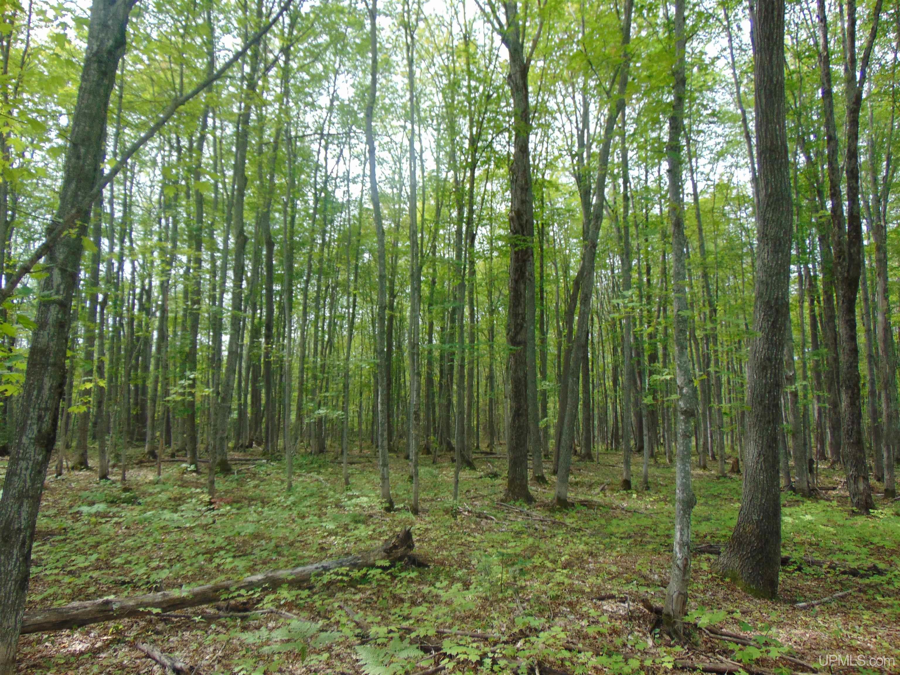 15 Coles Creek Road Atlantic Mine, MI 49905 - Photo 19 of 31