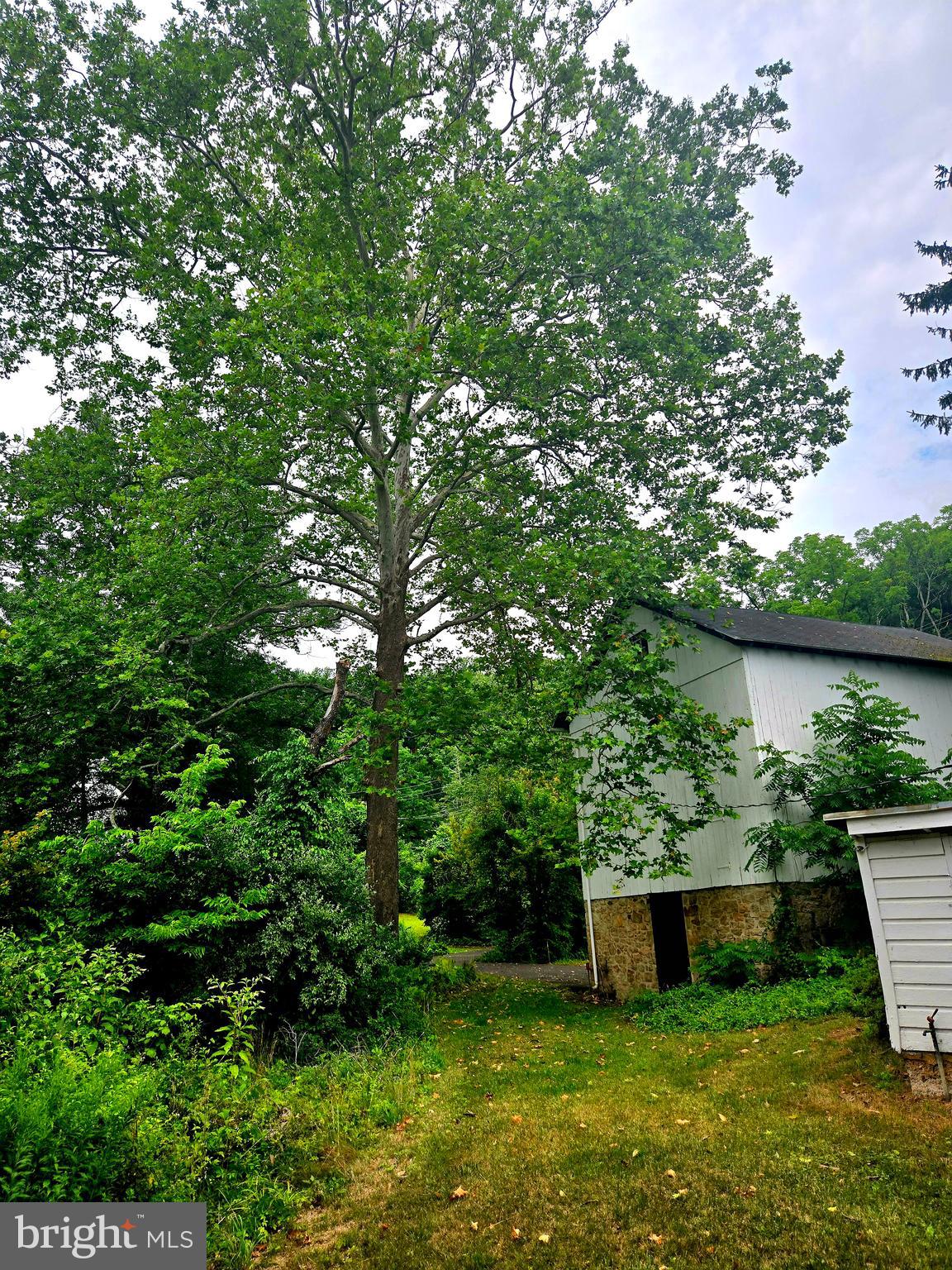 6750 Phillips Mill Road New Hope, PA 18938 - Photo 7 of 26 Towering Sycamore