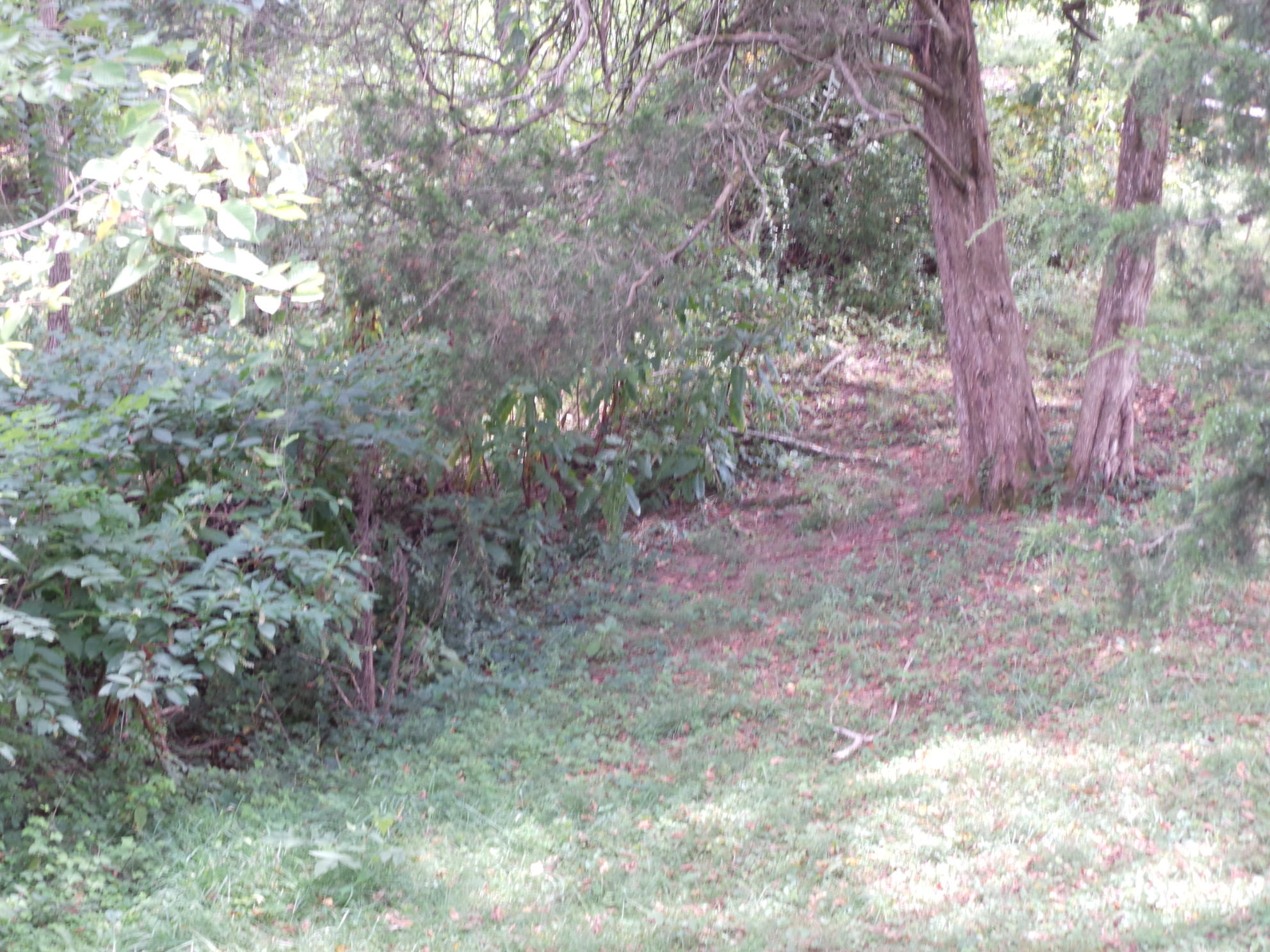Tbd Devault Bridge Road, Unit 2 Piney Flats, TN 37686 - Photo 22 of 28 22