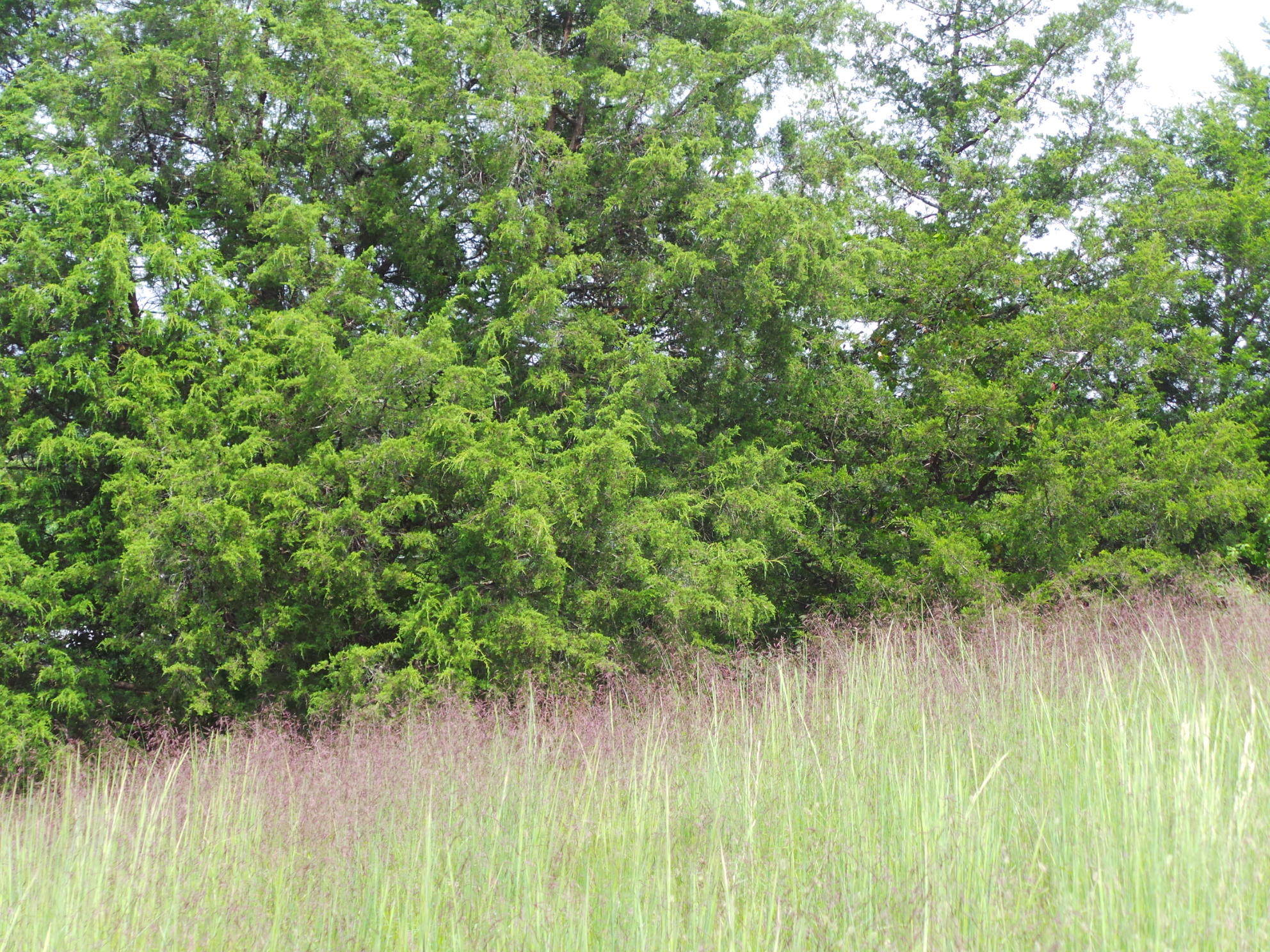 Tbd Devault Bridge Road, Unit 2 Piney Flats, TN 37686 - Photo 24 of 28 24
