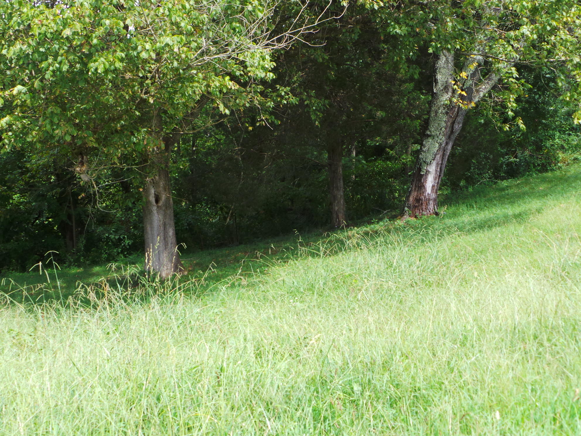 Tbd Devault Bridge Road, Unit 2 Piney Flats, TN 37686 - Photo 3 of 28 3
