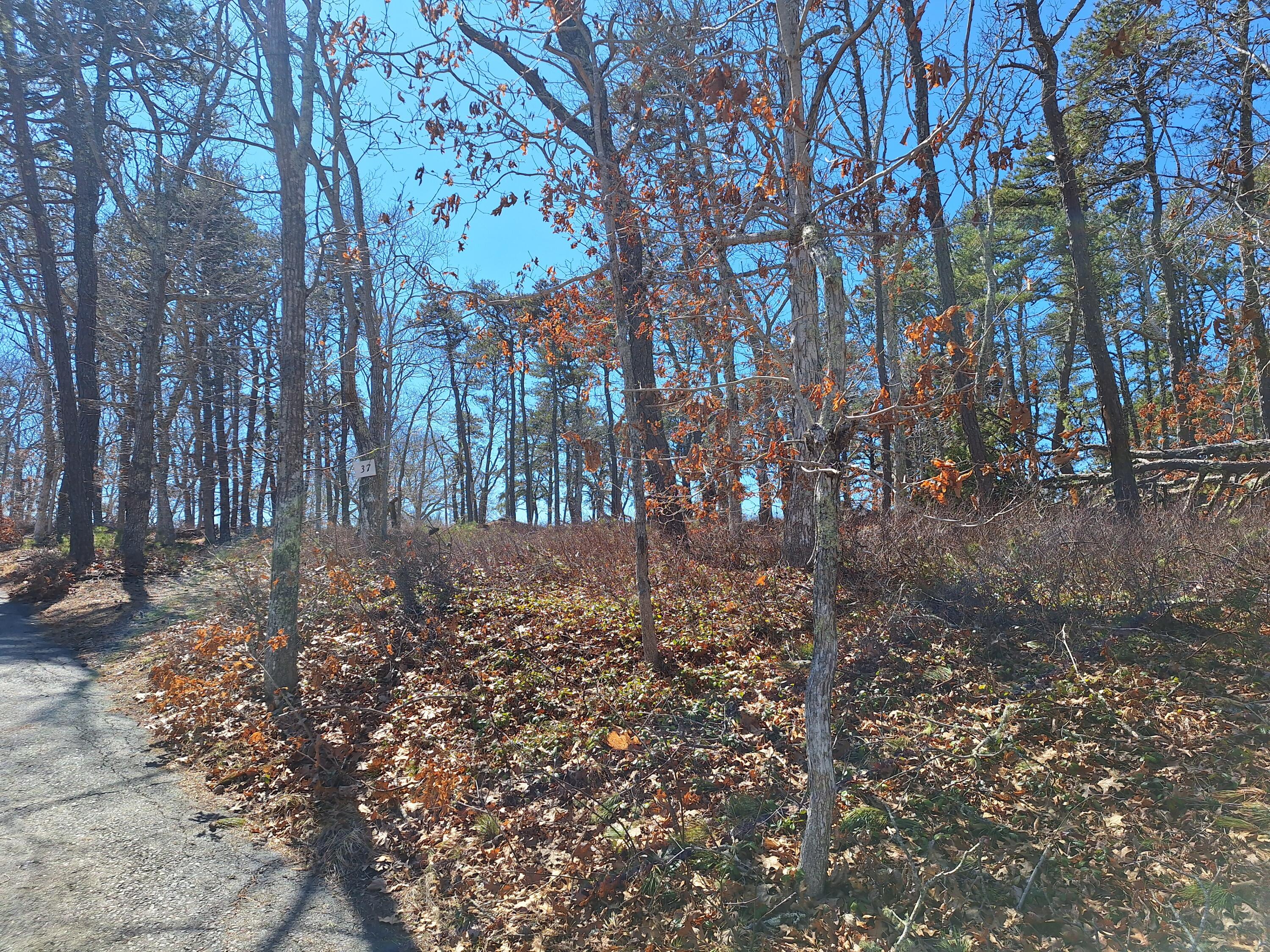 37 Oak Valley Road Wellfleet, MA 02667 - Photo 11 of 12 a view of a forest filled with trees