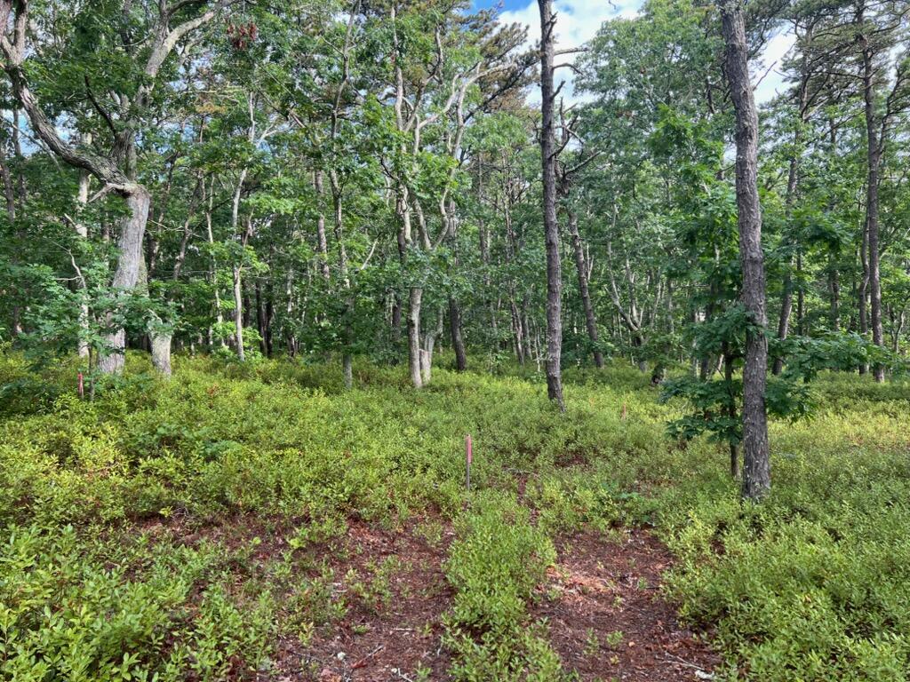 37 Oak Valley Road Wellfleet, MA 02667 - Photo 3 of 5 a view of outdoor space and green space