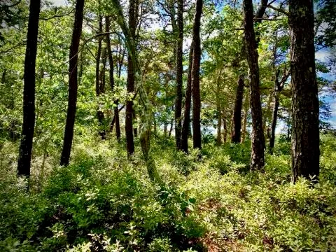 a view of outdoor space and trees