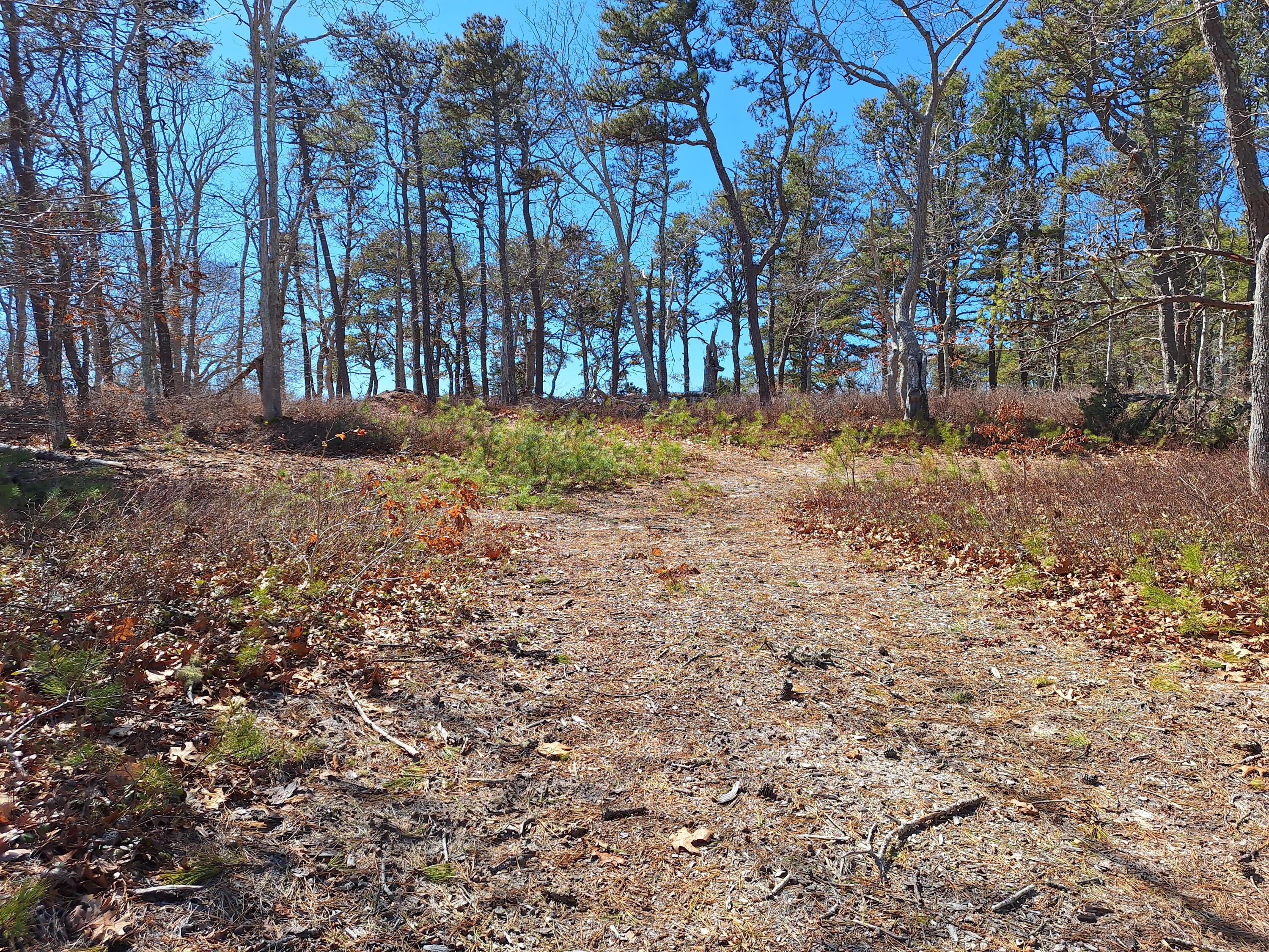37 Oak Valley Road Wellfleet, MA 02667 - Photo 9 of 12 a view of yard with tree