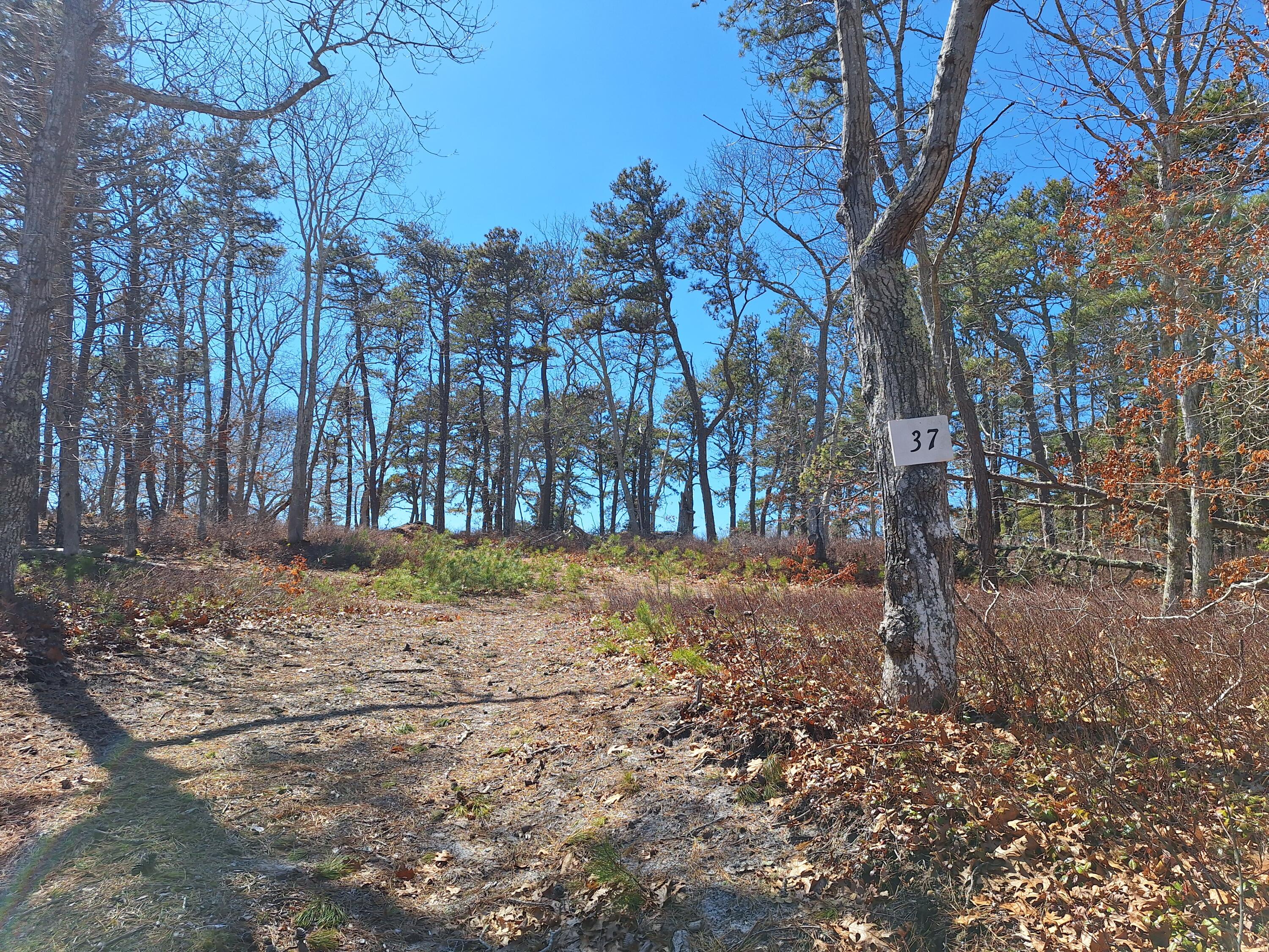 37 Oak Valley Road Wellfleet, MA 02667 - Photo 10 of 12 a view of a yard with trees