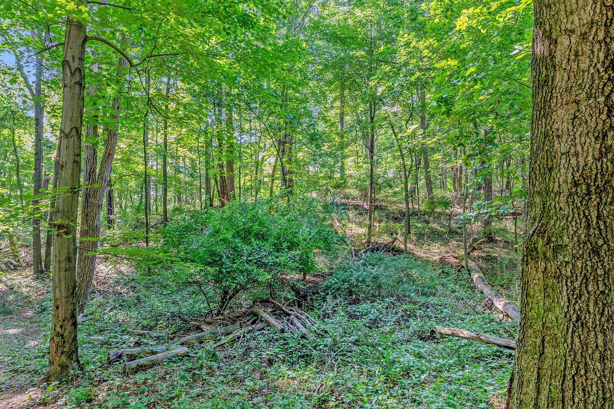0 Hoffman Road Three Rivers, MI 49093 - Photo 8 of 25 NZ6_4097