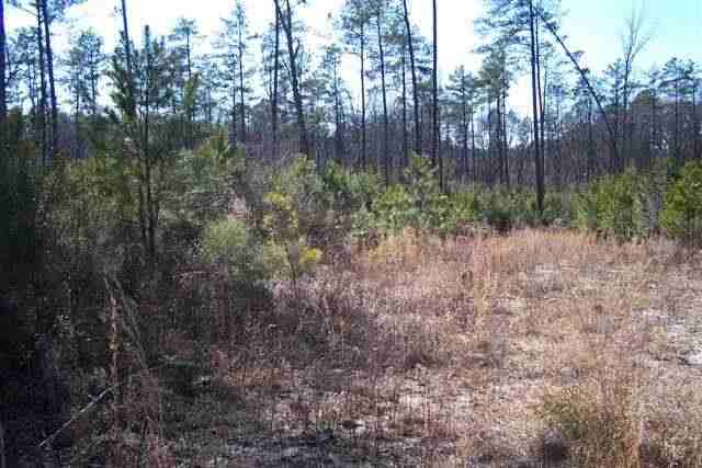 Tbd Causey Road Vass, NC 28394 - Photo 2 of 6 Additional Photo