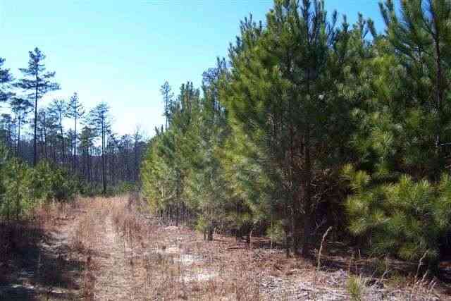 Tbd Causey Road Vass, NC 28394 - Photo 4 of 6 Additional Photo