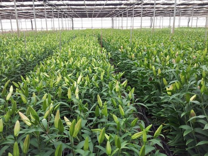 5360 Foothill Road Carpinteria, CA 93013 - Photo 6 of 10 20130606_112408