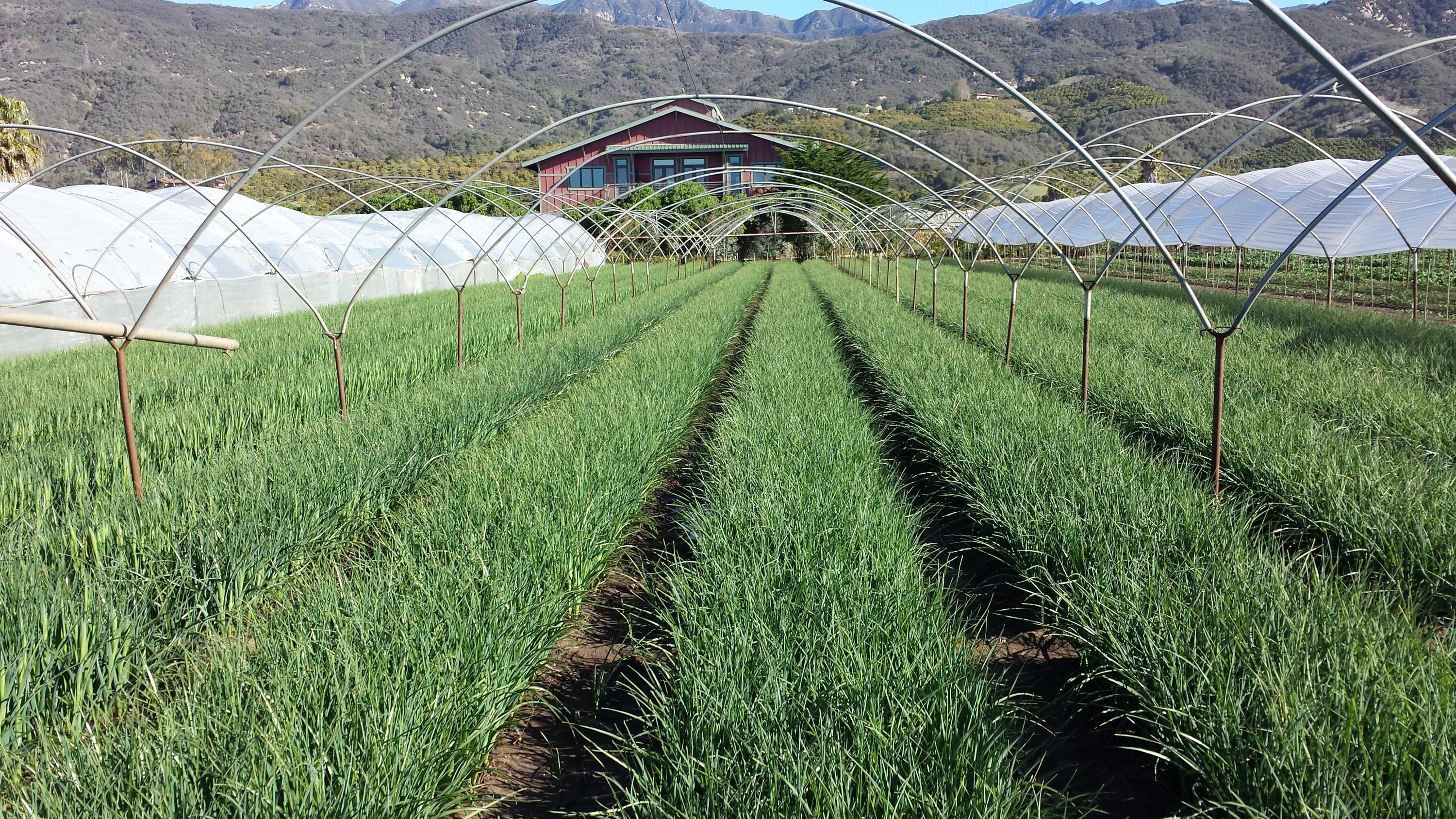 5360 Foothill Road Carpinteria, CA 93013 - Photo 8 of 10 20140308_084856