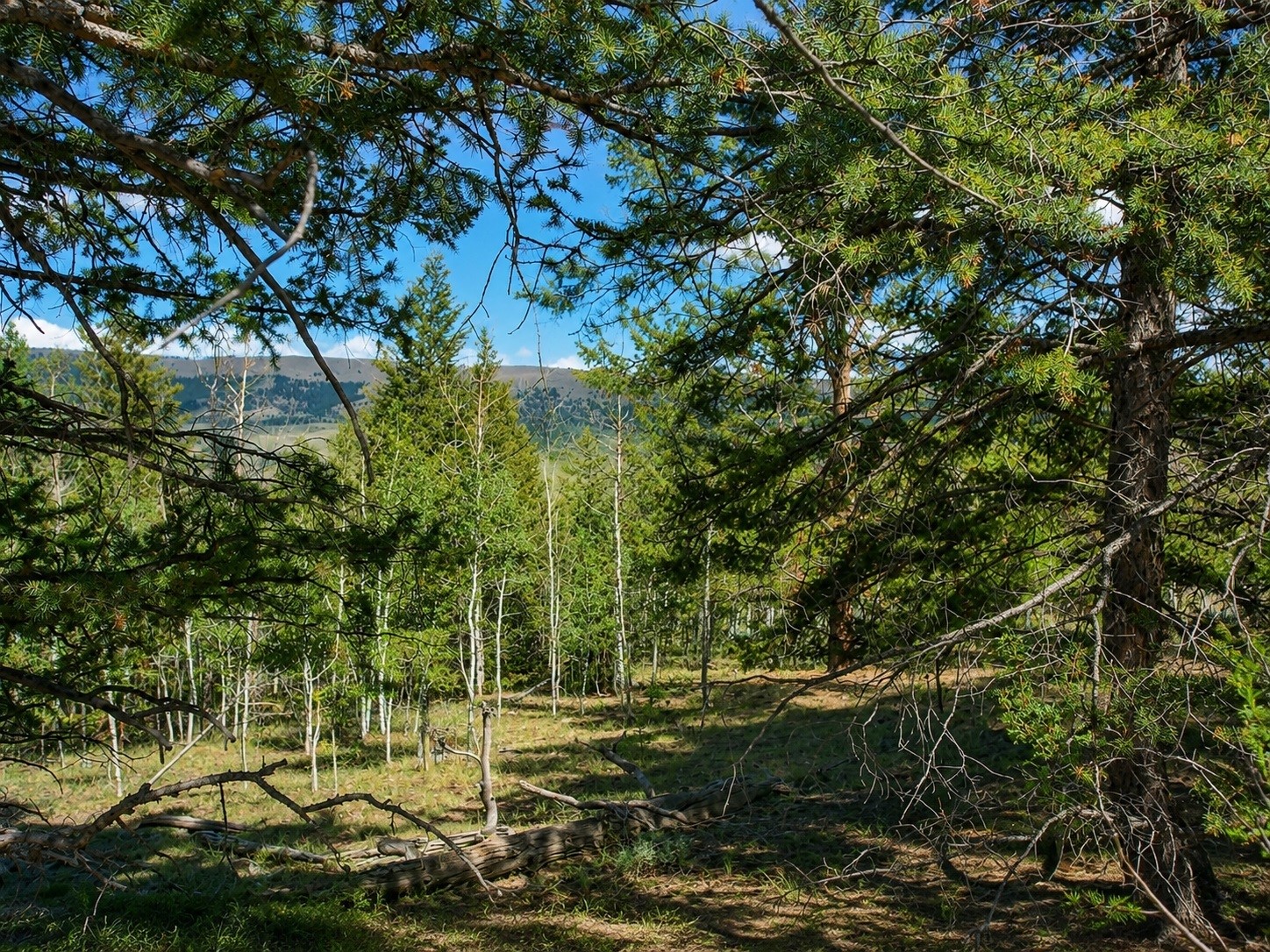 2381 Redhill Road Fairplay, CO 80440 - Photo 1 of 9