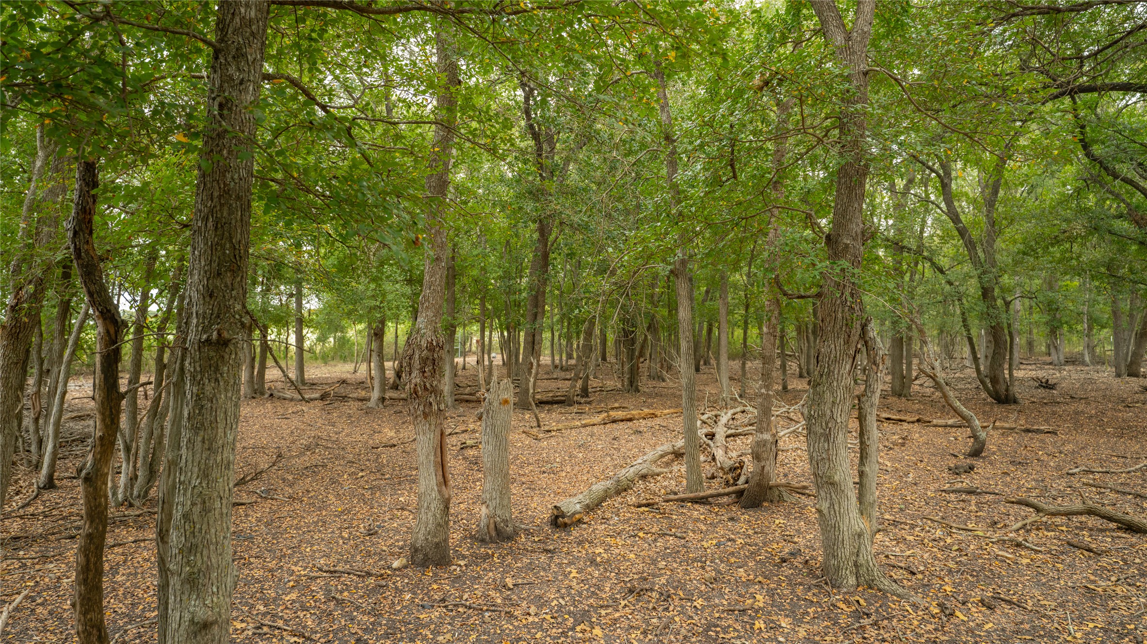 2348 County Road 404 Loop Bartlett, TX 76511 - Photo 24 of 40 View of local wilderness
