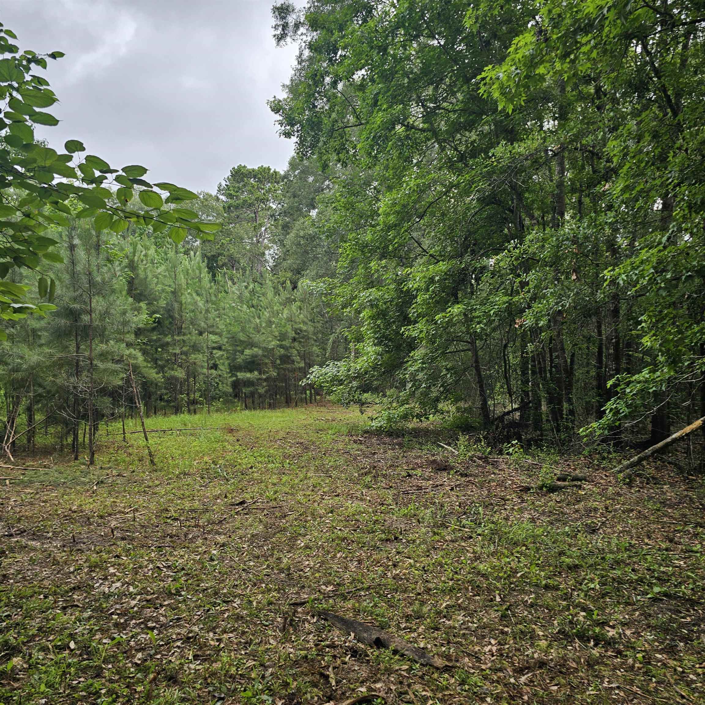0 County Road 3110 Call, TX 75933 - Photo 26 of 40