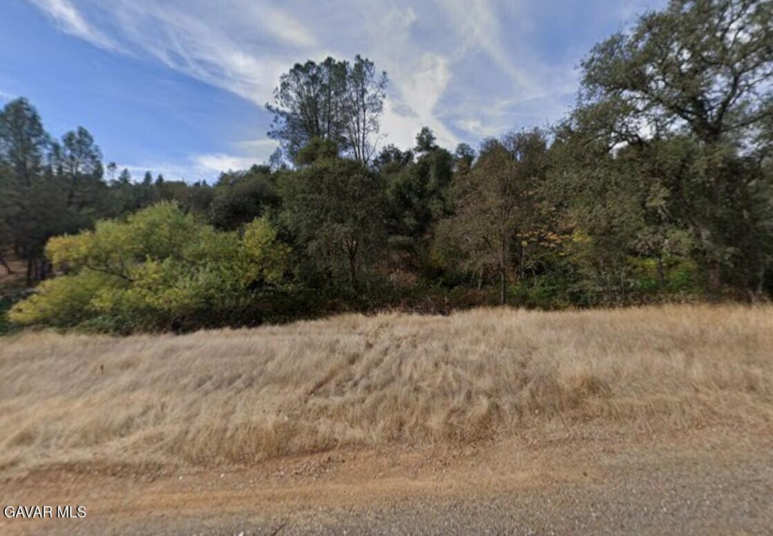 15788 Brewer Road Grass Valley, CA 95949 - Photo 5 of 13 a view of a dry yard with trees in the background