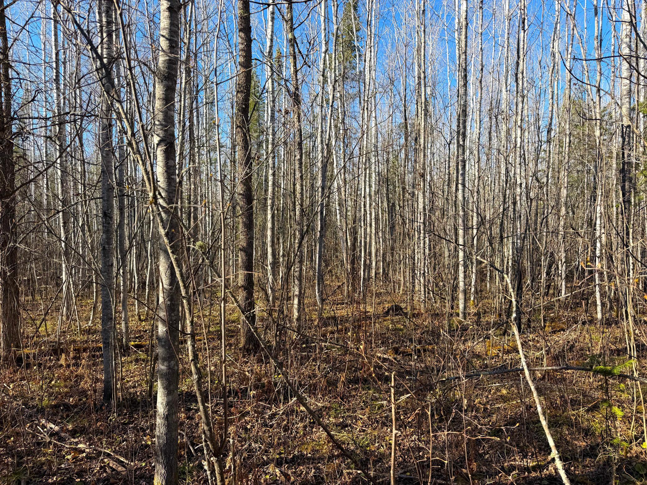 Lot F County Road 79 Littlefork, MN 56653 - Photo 21 of 44