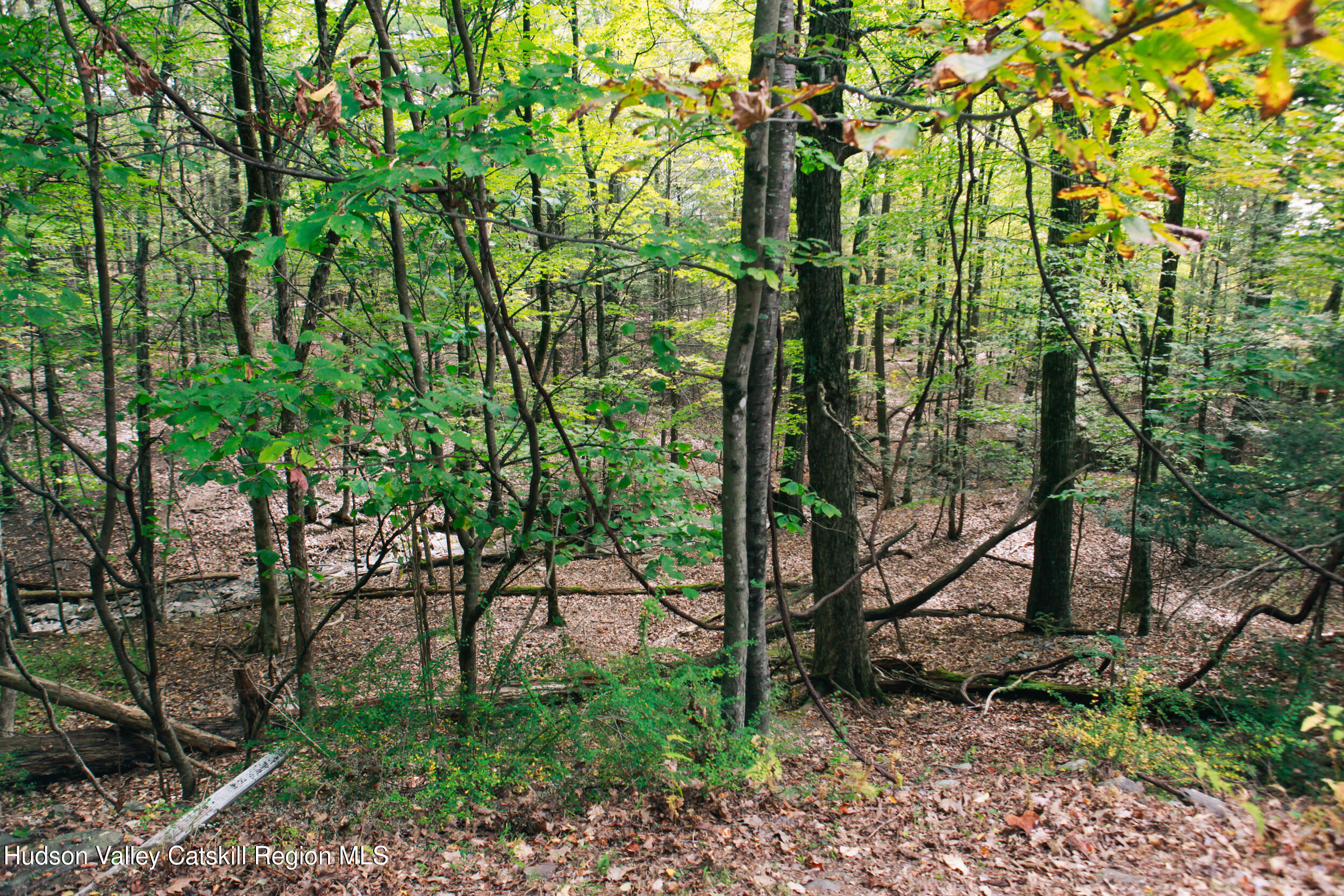 76 Meads Mountain Road Woodstock, NY 12498 - Photo 23 of 28 a view of a garden with plants and trees