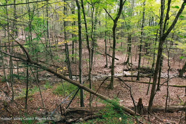 a view of a forest filled with trees