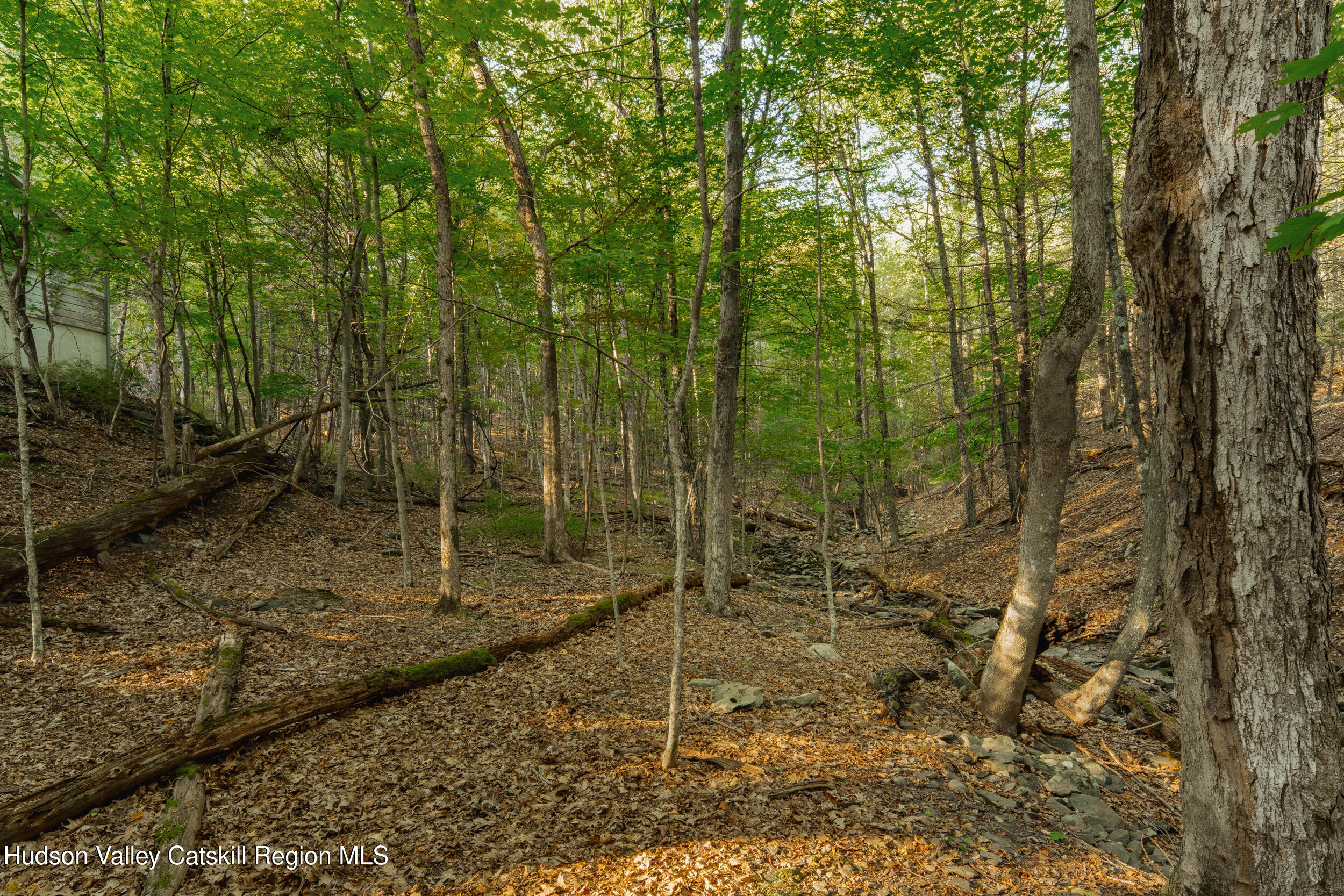 76 Meads Mountain Road Woodstock, NY 12498 - Photo 26 of 28 a view of a forest filled with trees