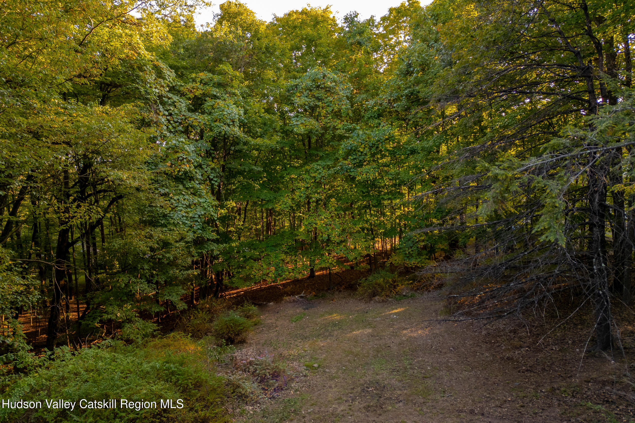 76 Meads Mountain Road Woodstock, NY 12498 - Photo 6 of 28 a view of a yard with a tree