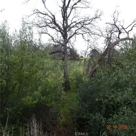 a view of grassy field with trees