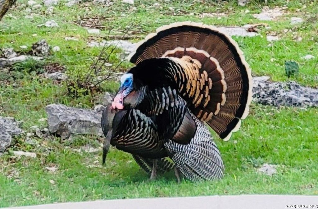 318 River Ridge Boerne, TX 78006 - Photo 42 of 43