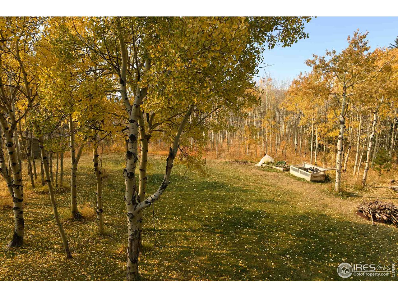 3301 Ridge Road Nederland, CO 80466 - Photo 14 of 40 a view of yard with trees