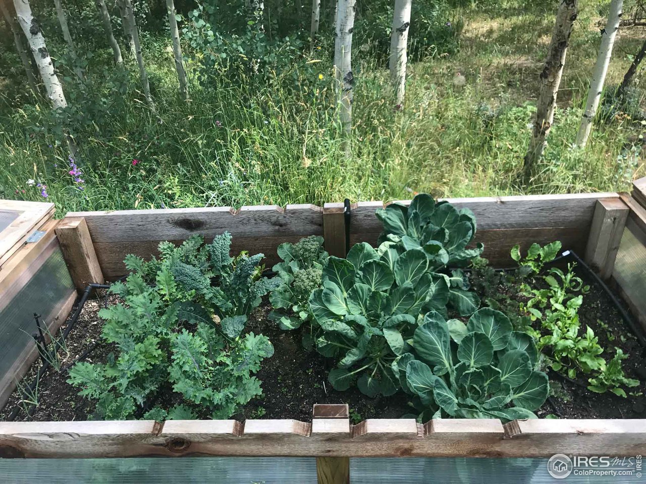 3301 Ridge Road Nederland, CO 80466 - Photo 35 of 40 a view of a garden in a yard