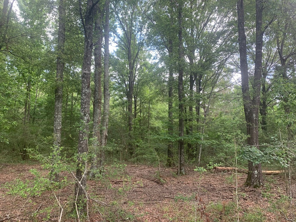 24 Willie Roberts Road Jayess, MS 39641 - Photo 3 of 11 Photo 3