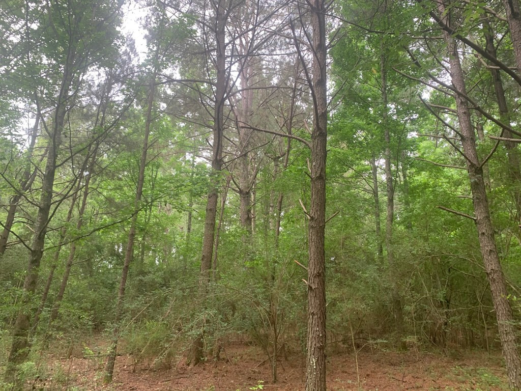 24 Willie Roberts Road Jayess, MS 39641 - Photo 5 of 11 Photo 5