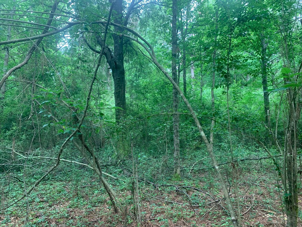 24 Willie Roberts Road Jayess, MS 39641 - Photo 6 of 11 Photo 6