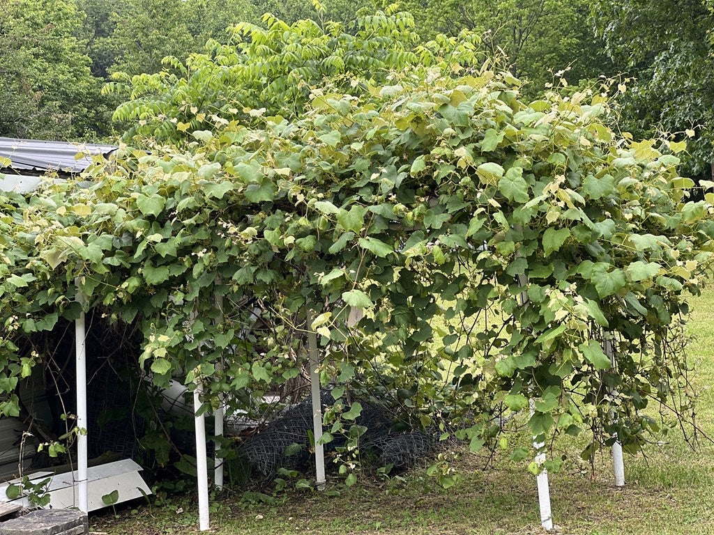 758 Cline Road Rural Retreat, VA 24368 - Photo 25 of 27 Gallery Image 25