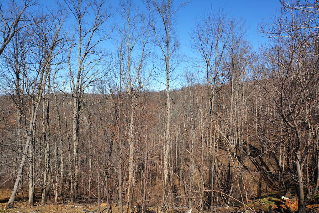1110 East Kings Ridge Road Gatlinburg, TN 37738 - Photo 4 of 10 D