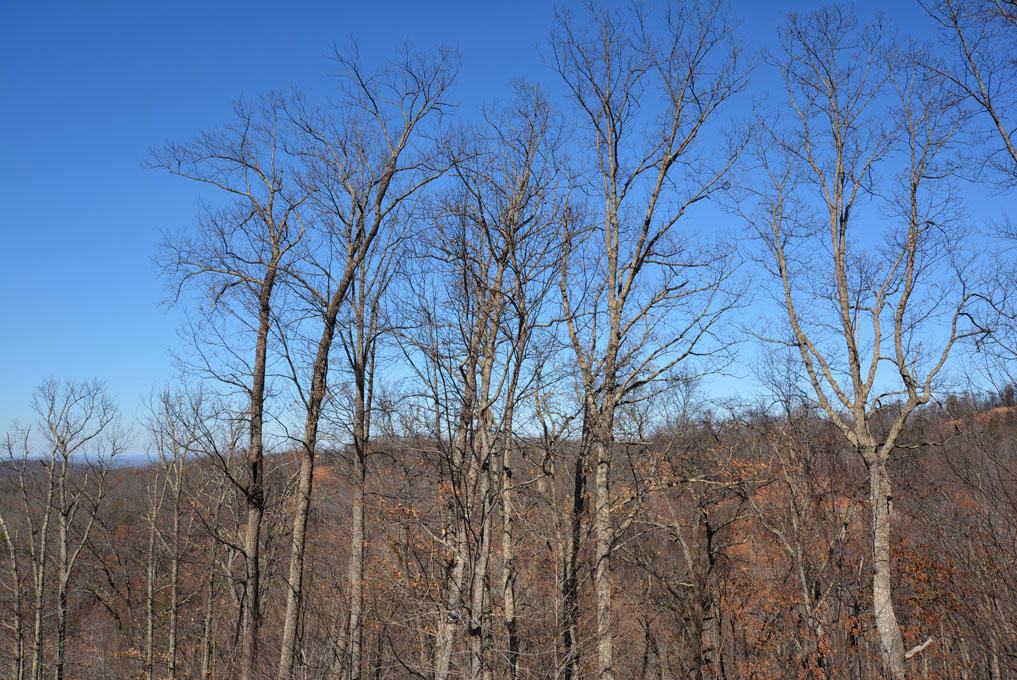 1110 East Kings Ridge Road Gatlinburg, TN 37738 - Photo 8 of 10 H