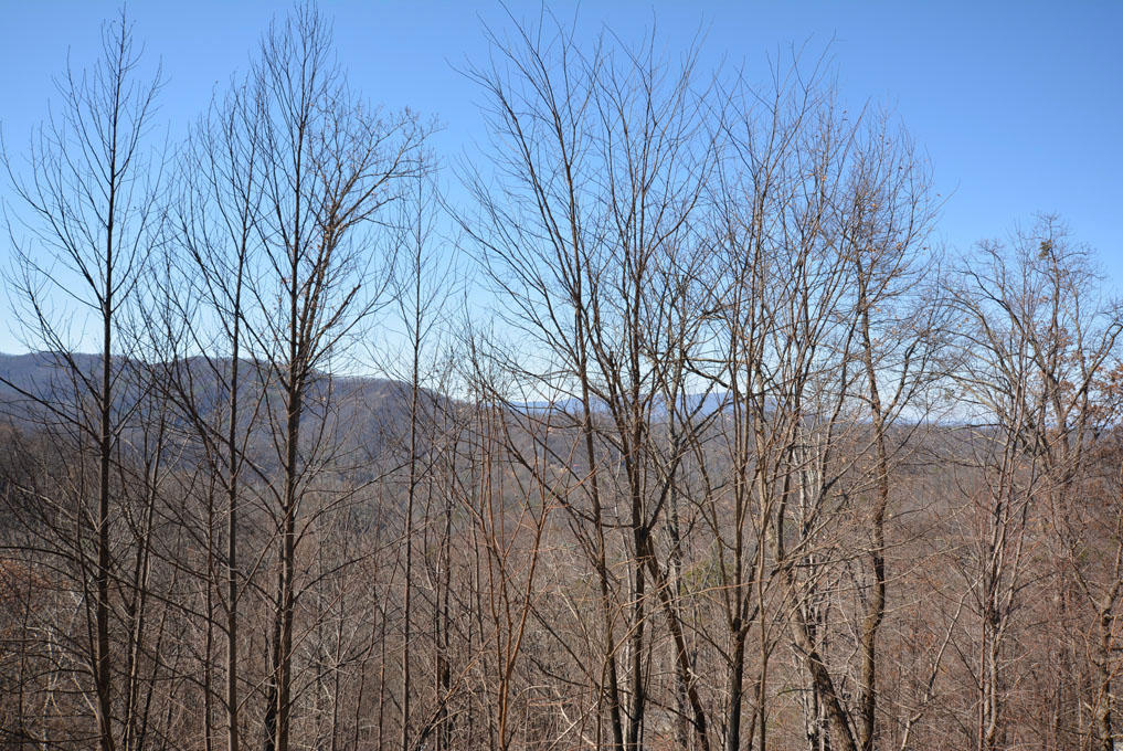 1110 East Kings Ridge Road Gatlinburg, TN 37738 - Photo 10 of 10 J