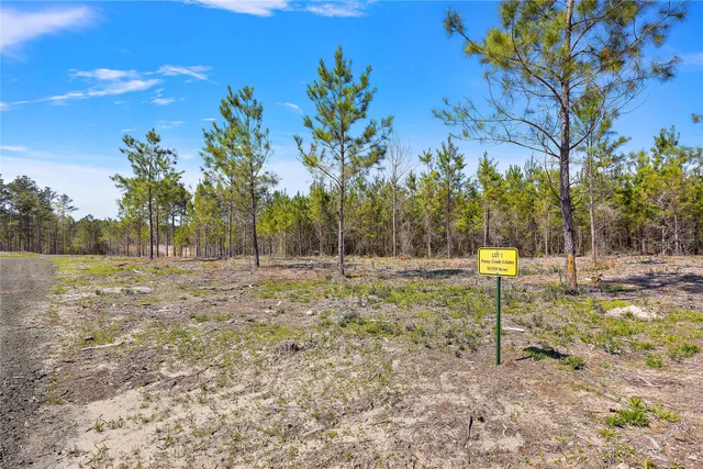 a view of backyard with tree