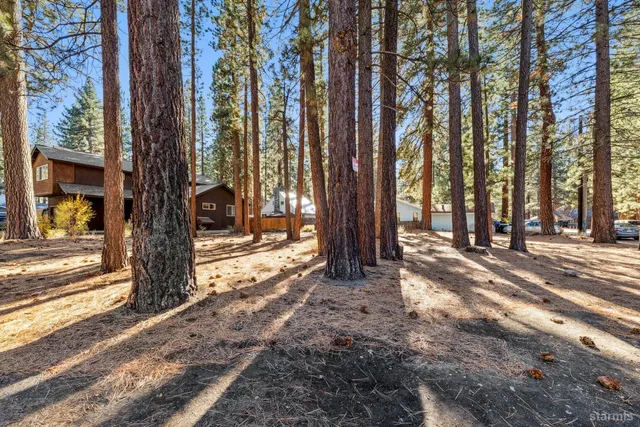 a view of a tree in the middle of a yard
