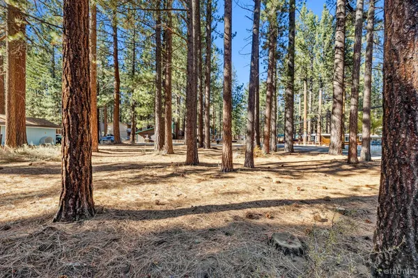 a view of a yard with large trees