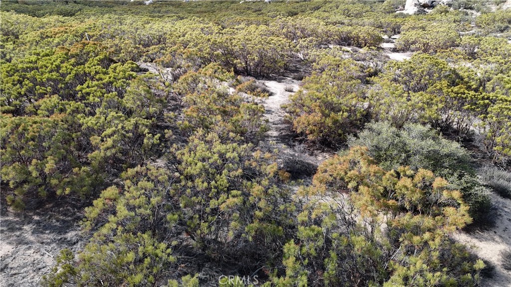 1 Ridgecrest Aguanga, CA 92536 - Photo 5 of 27 a view of a bunch of trees and bushes