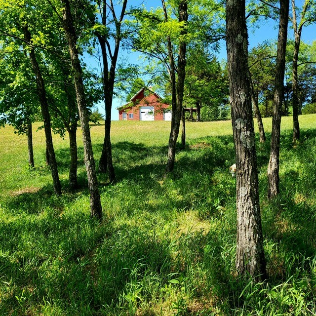 7400 Franks Ferry Road Walling, TN 38587 - Photo 45 of 55 a view of yard with large trees
