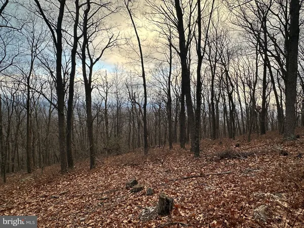 a view of backyard with tree