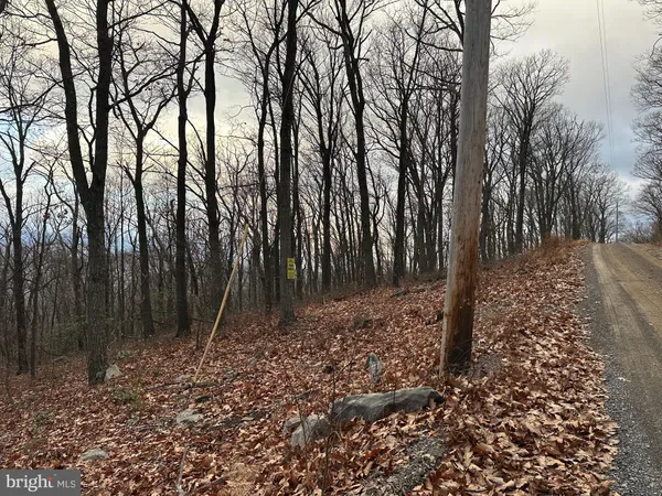 a view of a forest filled with trees
