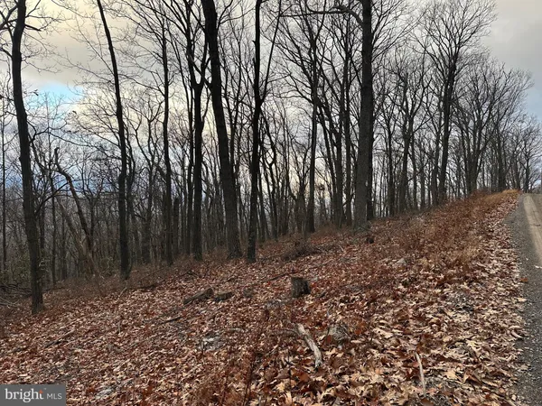 a view of backyard with tree