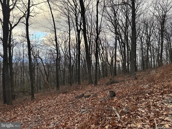 a view of backyard with tree