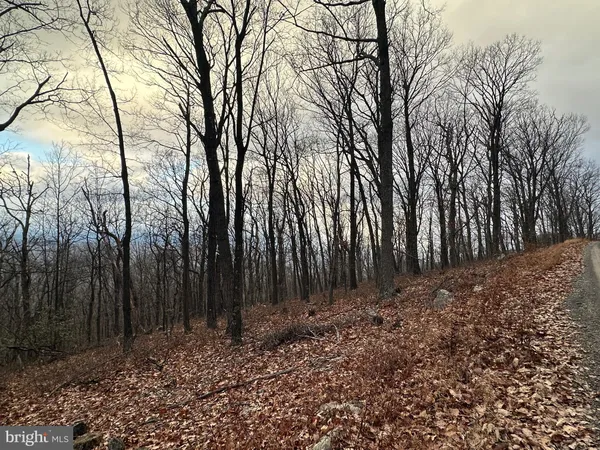 a view of backyard with tree