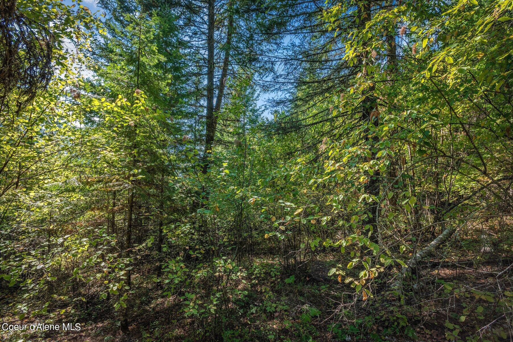 818 Silver Creek Road Clark Fork, ID 83811 - Photo 23 of 45 Thick Forest